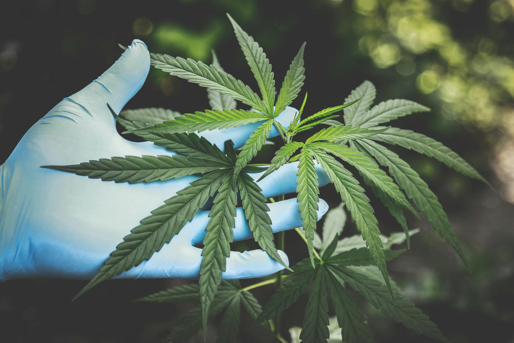 Want Better Results with Cannabis? Try These Expert Tips